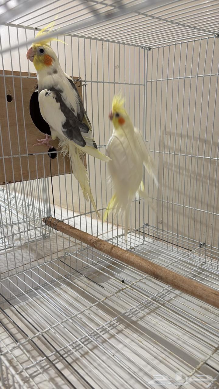 A pair of crows without accessories ..64400813816321111