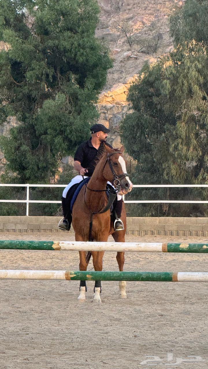 حصان انقليزي قفز لايجي الا الصامل64394800192898110