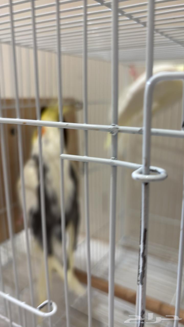 A pair of crows without accessories ..64400813816321113