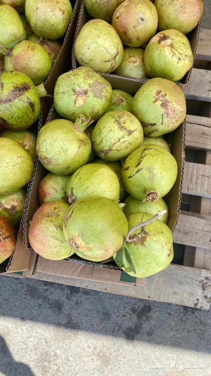 رمان بيدة طازج متوفر بالرياض64400272708355111