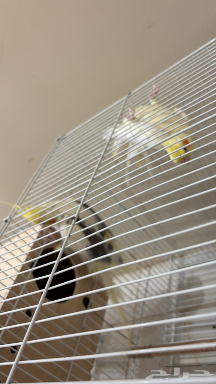 A pair of crows without accessories ..64400813816321112