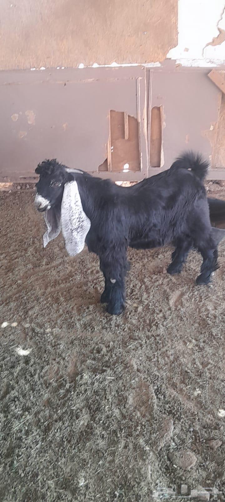 تيس عمره 4 شهور عارضي طيب مقفل64396116128514112