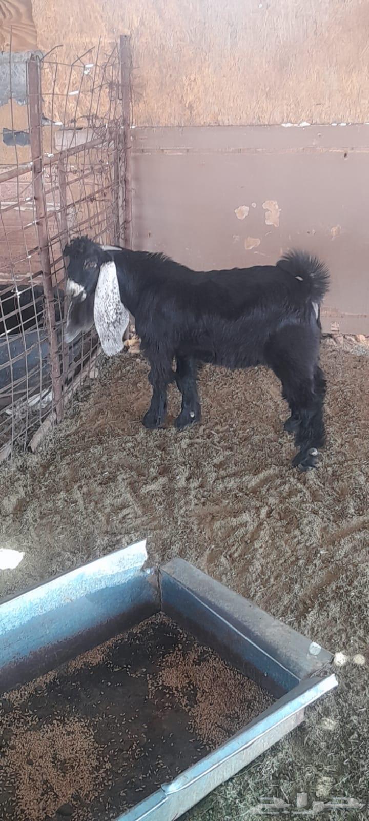 تيس عمره 4 شهور عارضي طيب مقفل64396116128514111