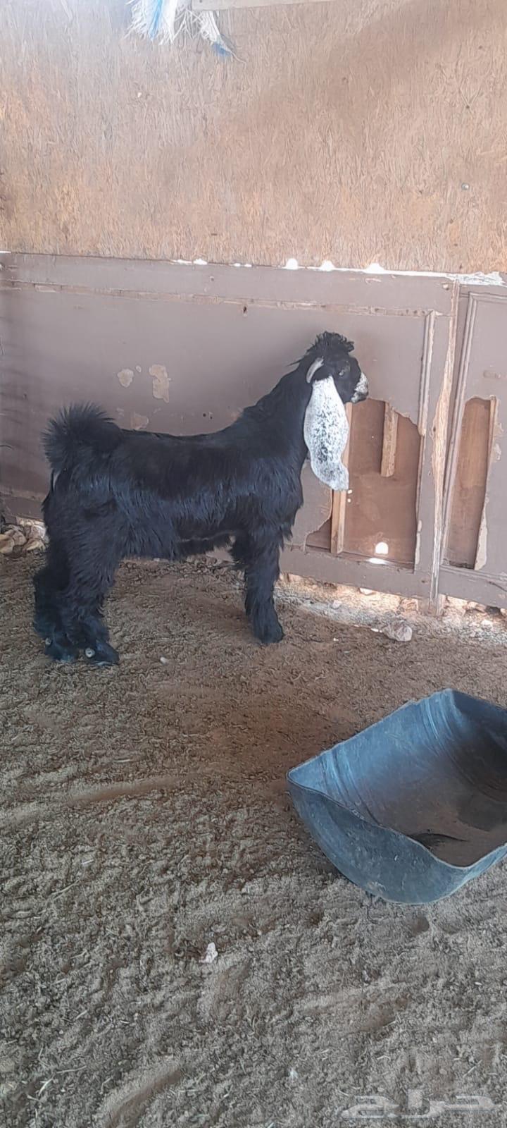 تيس عمره 4 شهور عارضي طيب مقفل64396116128514110