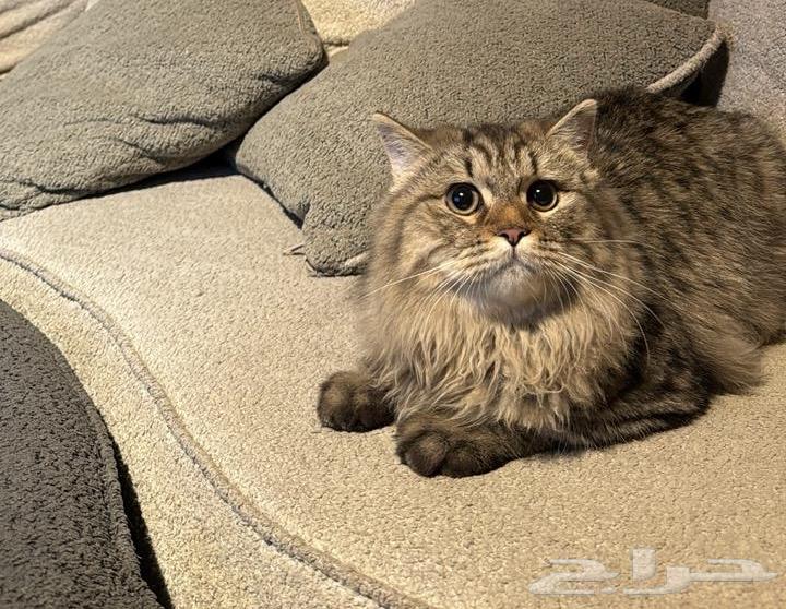 قط للتبني للبيع64394262345217110