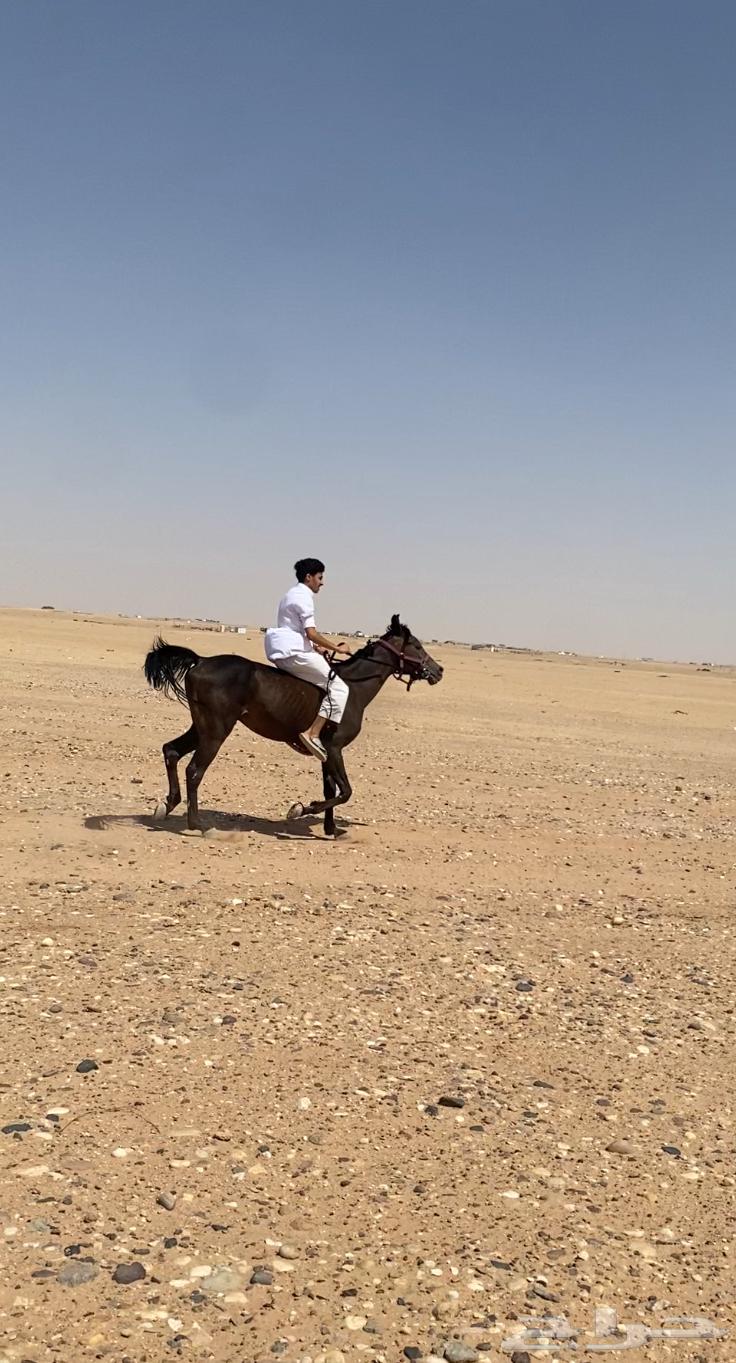 خيل البيع64400535509506110