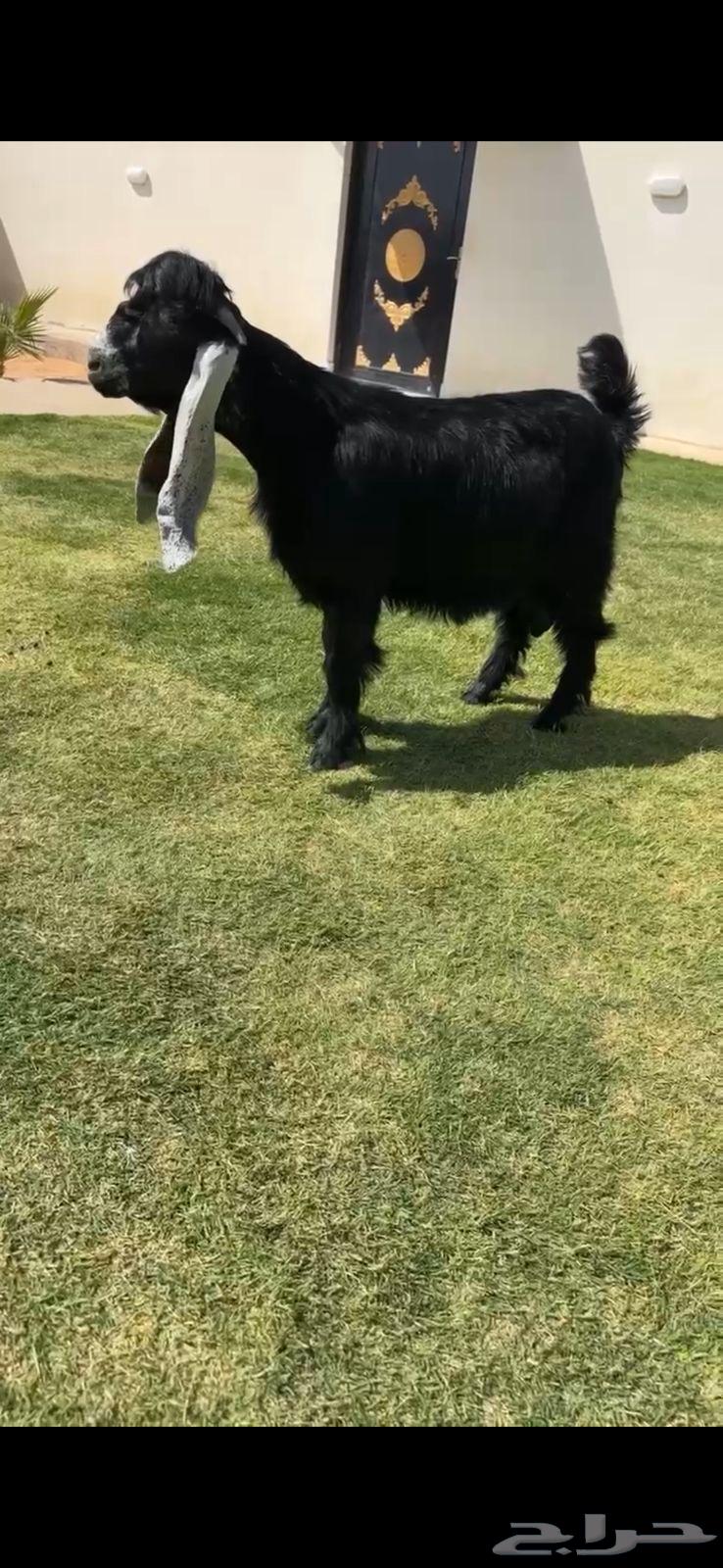 فحل عارضي خصم الخصم64398967005443110