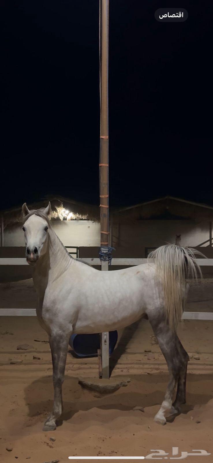 حصان شعبي كفو64395826186883110