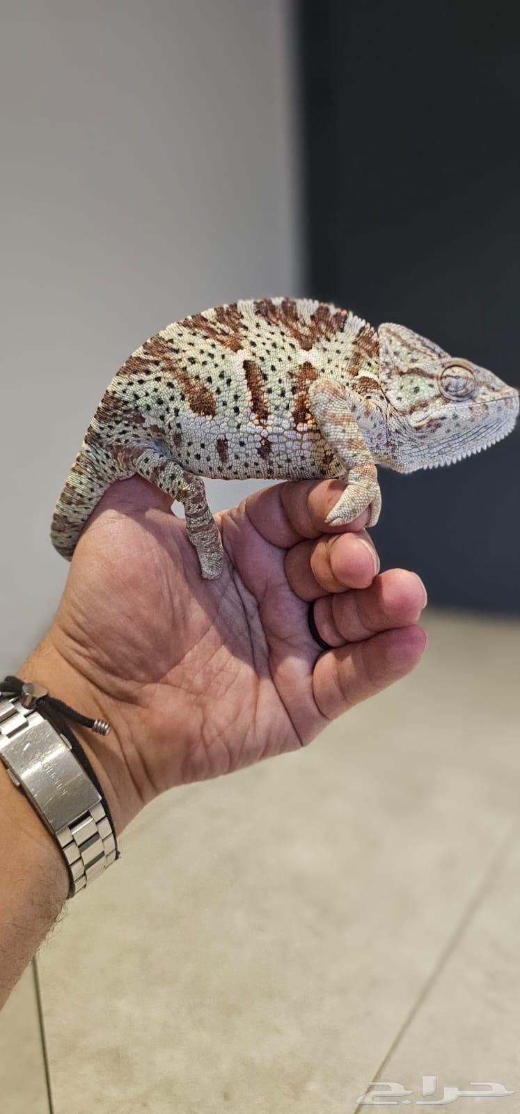 حرباء مميزة و نادره64398658834563111