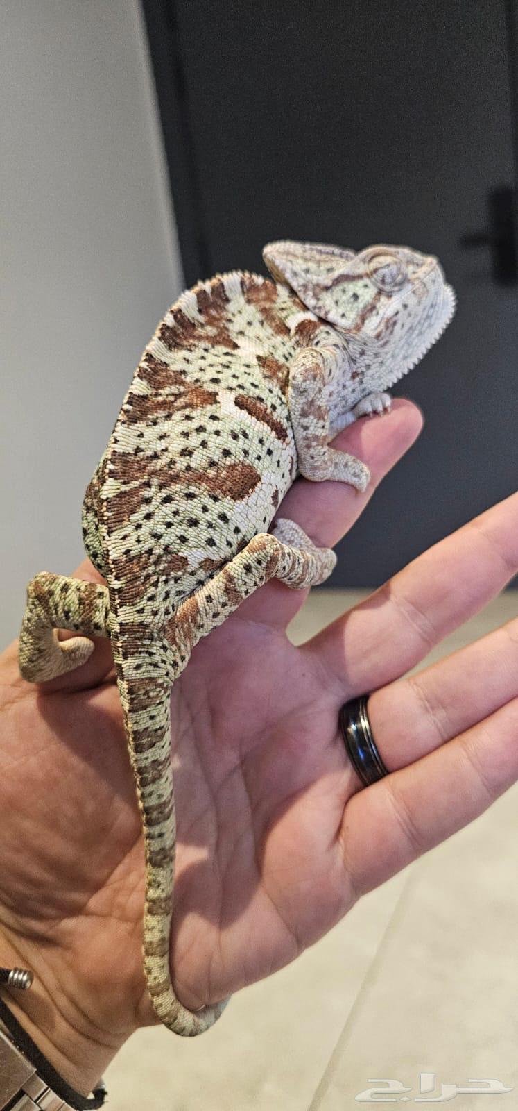 حرباء مميزة و نادره64398658834563112