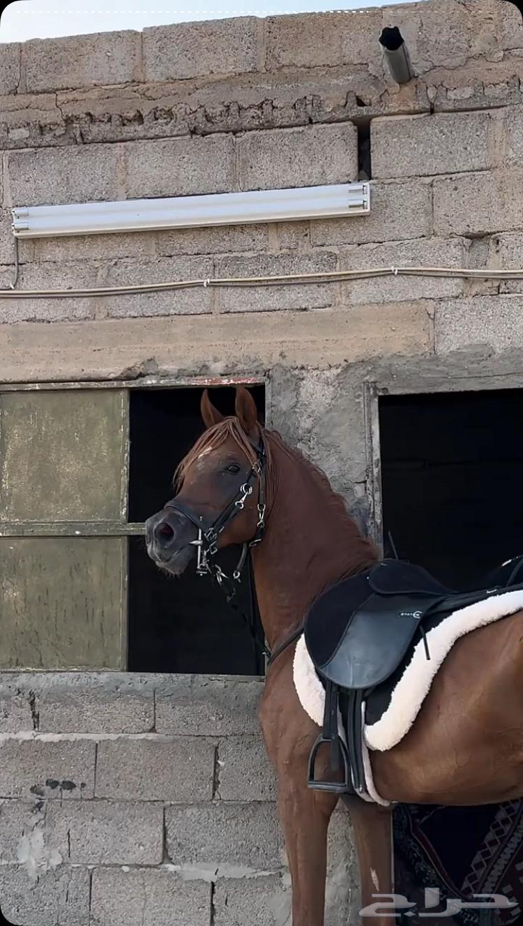 حصان للبيع64391357646465110