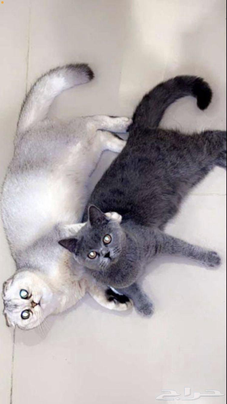 ذكر للتزاوج سكوتش فولد بأرخص الأسعار64393211054466113