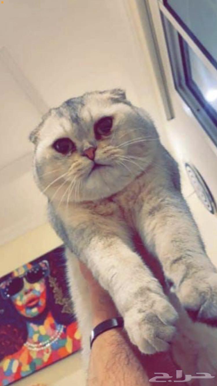 ذكر للتزاوج سكوتش فولد بأرخص الأسعار64393211054466112