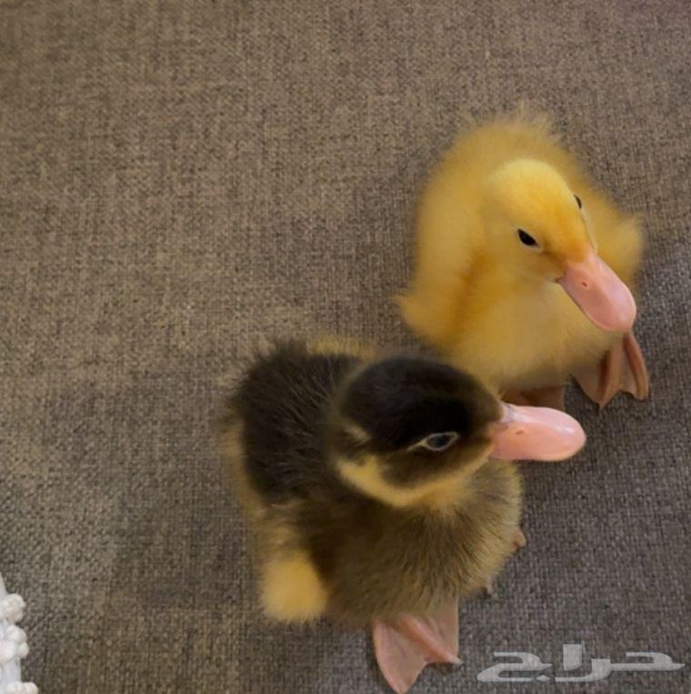 بط للبيع64398814192386111