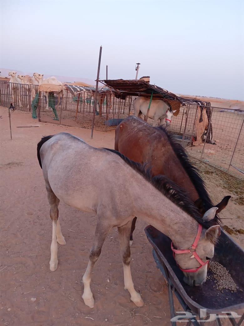 A filly and a colt64397659082627111