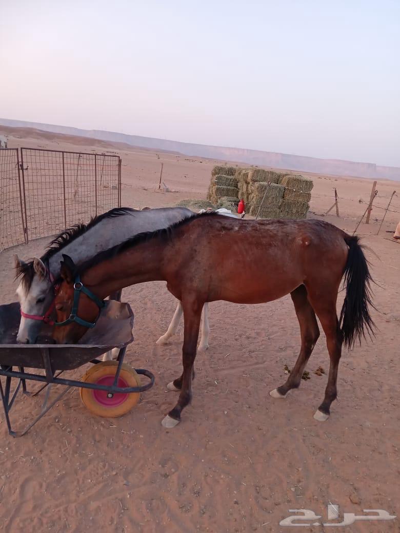 A filly and a colt64397659082627112