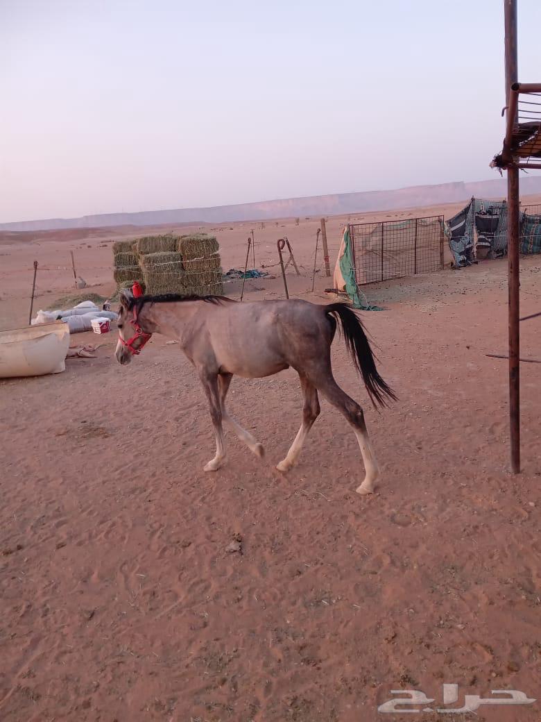 A filly and a colt64397659082627110