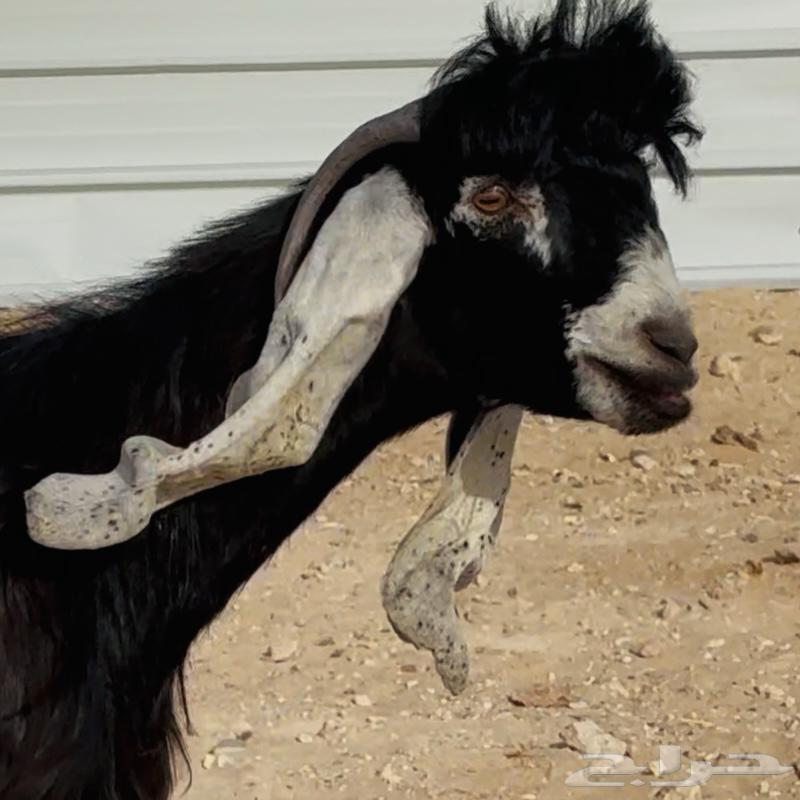 تيس فحل عارضي طيب64391259389186113