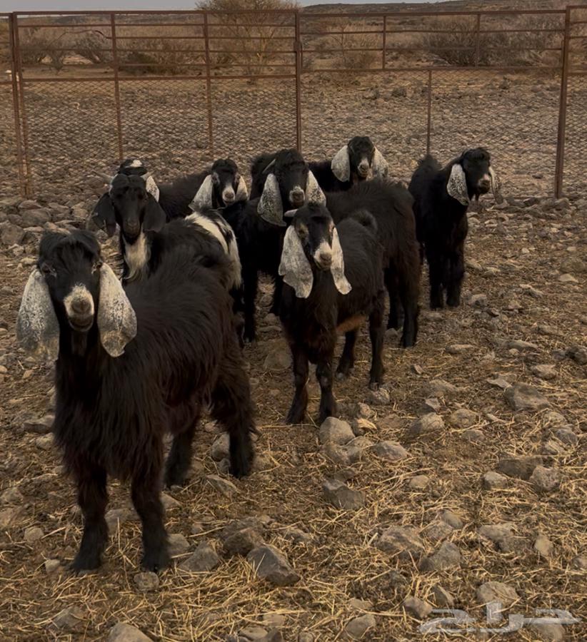 A stallion with good temperament and fat.64394758608131110