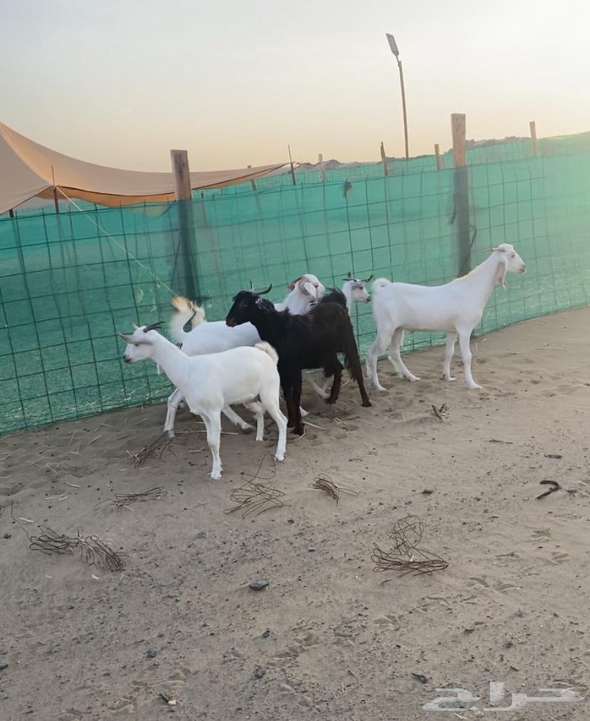 Tios and Jifar64395755283458112