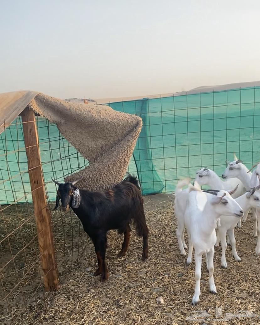 Tios and Jifar64395755283458111