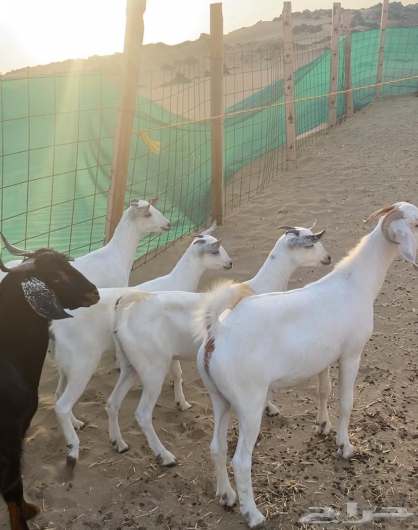 Tios and Jifar64395755283458110