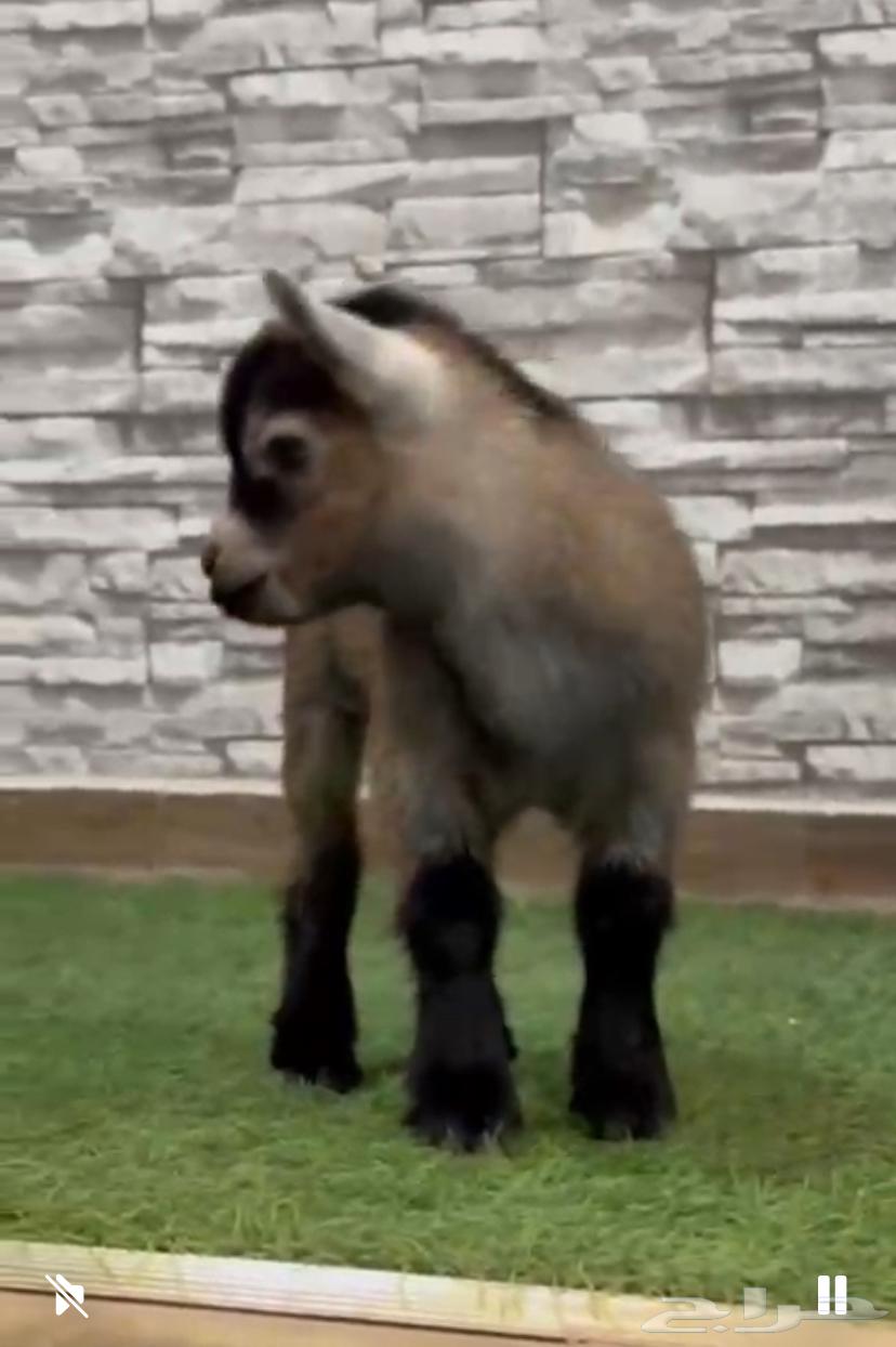 تيوس قزمي للبيع فواخر64387843620482113