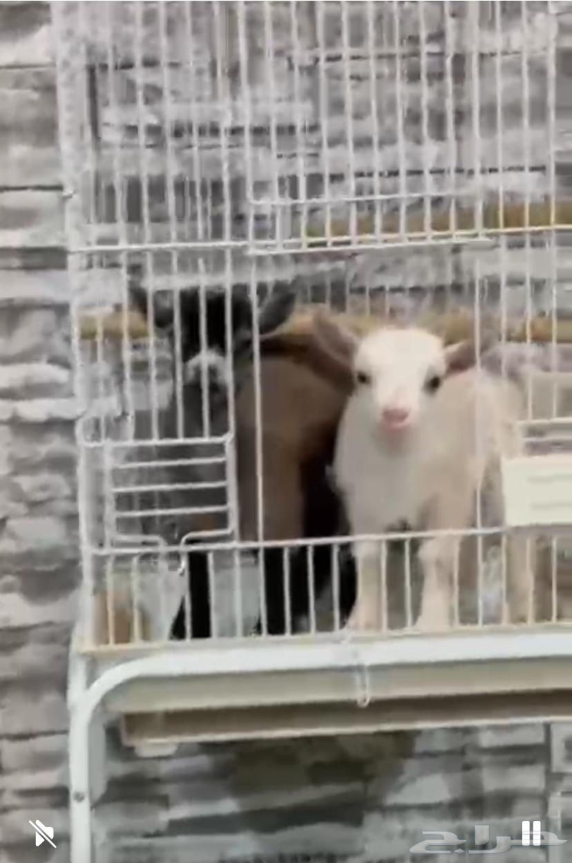 تيوس قزمي للبيع فواخر64387843620482112