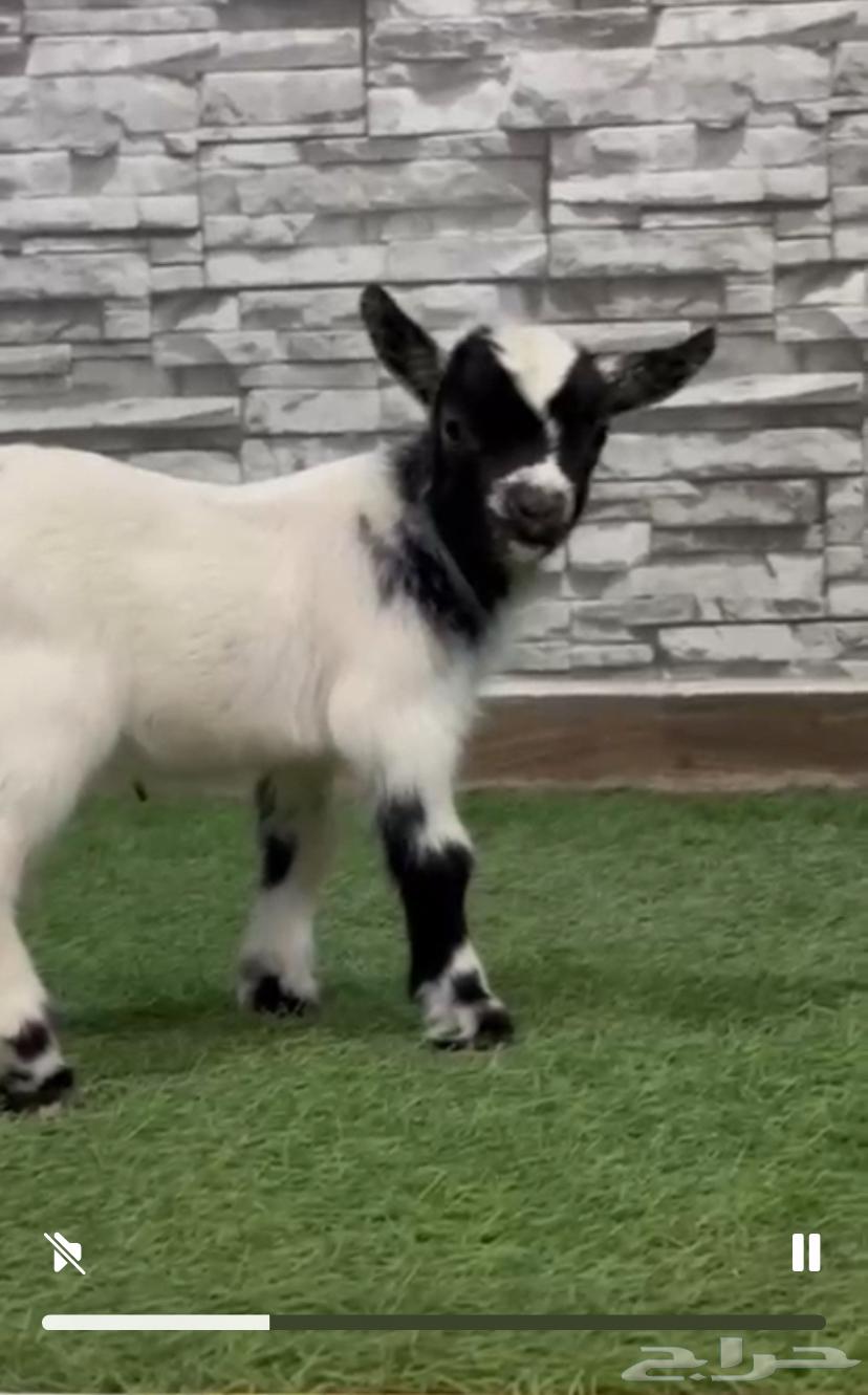 تيوس قزمي للبيع فواخر64387843620482111