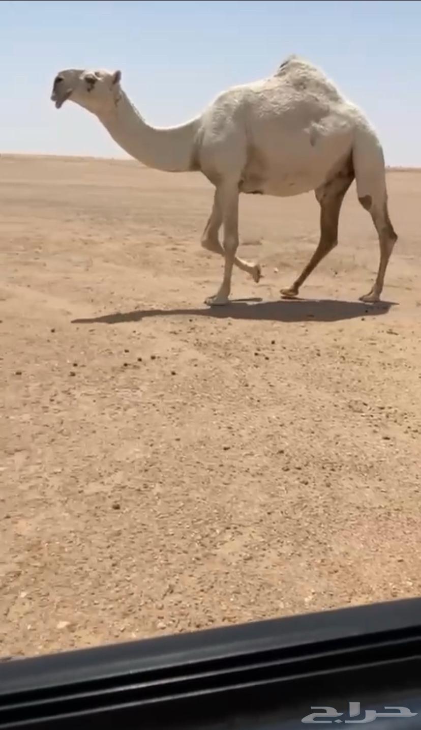 الضريبه الكفو للبيع63619271820417110