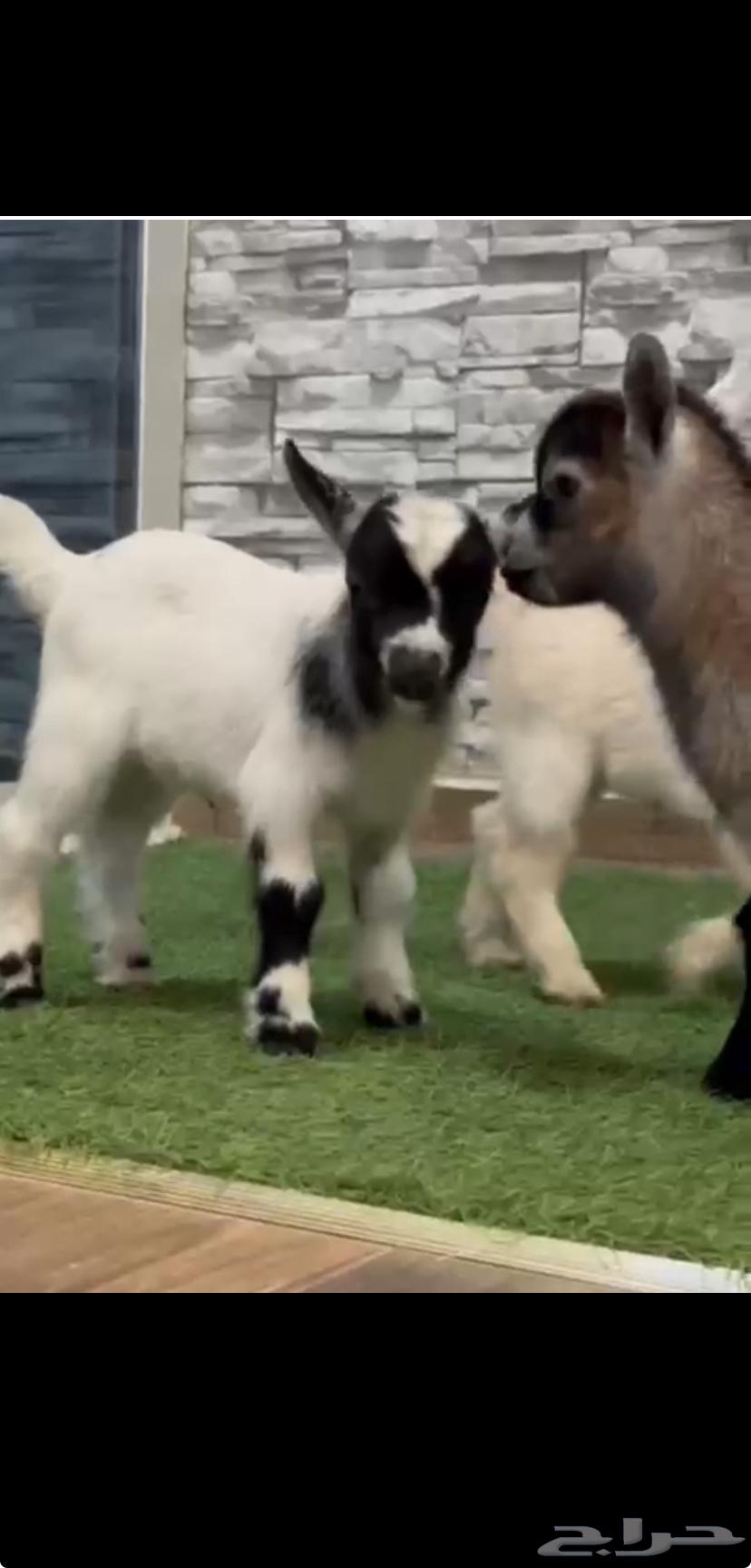 تيوس قزمي للبيع فواخر64387843620482114