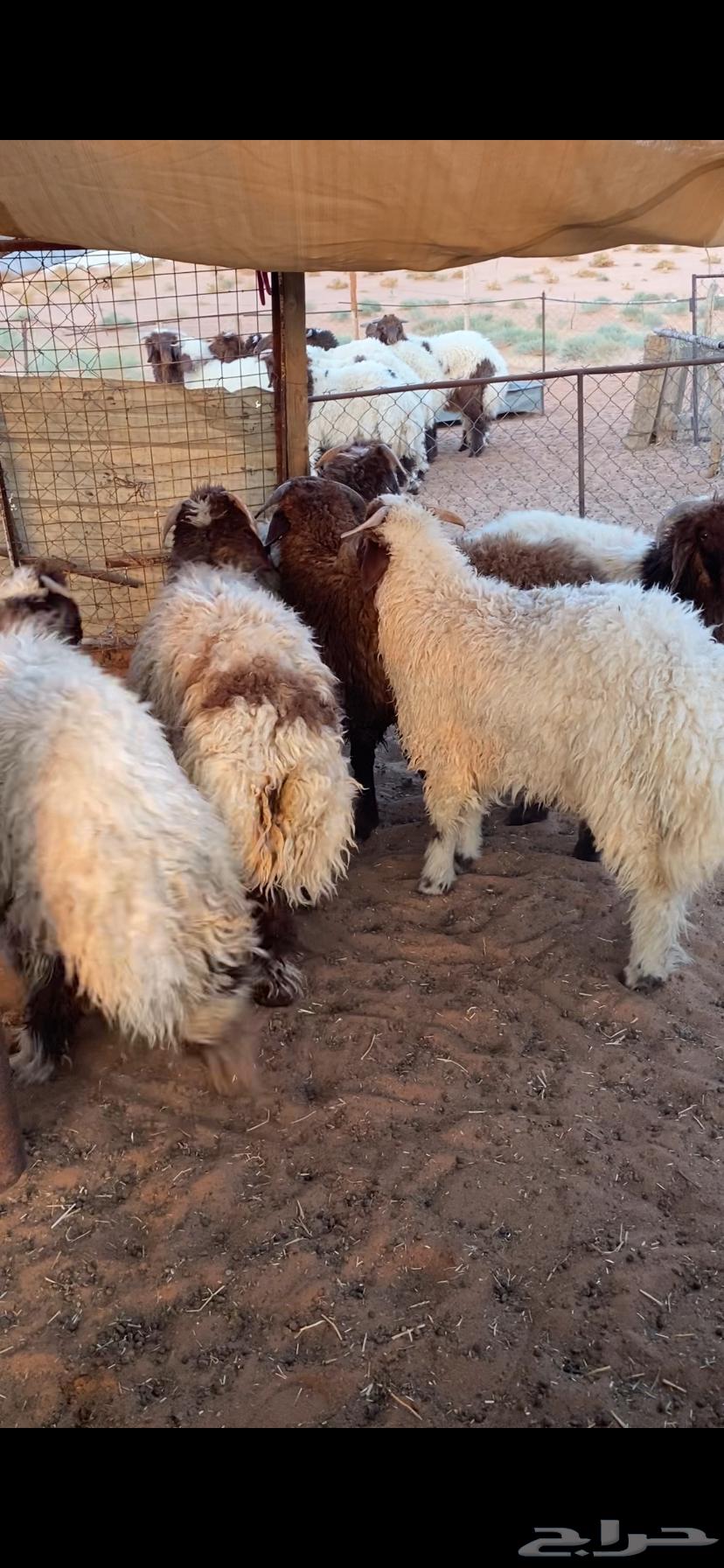 خرفان نعيم64401188964354112