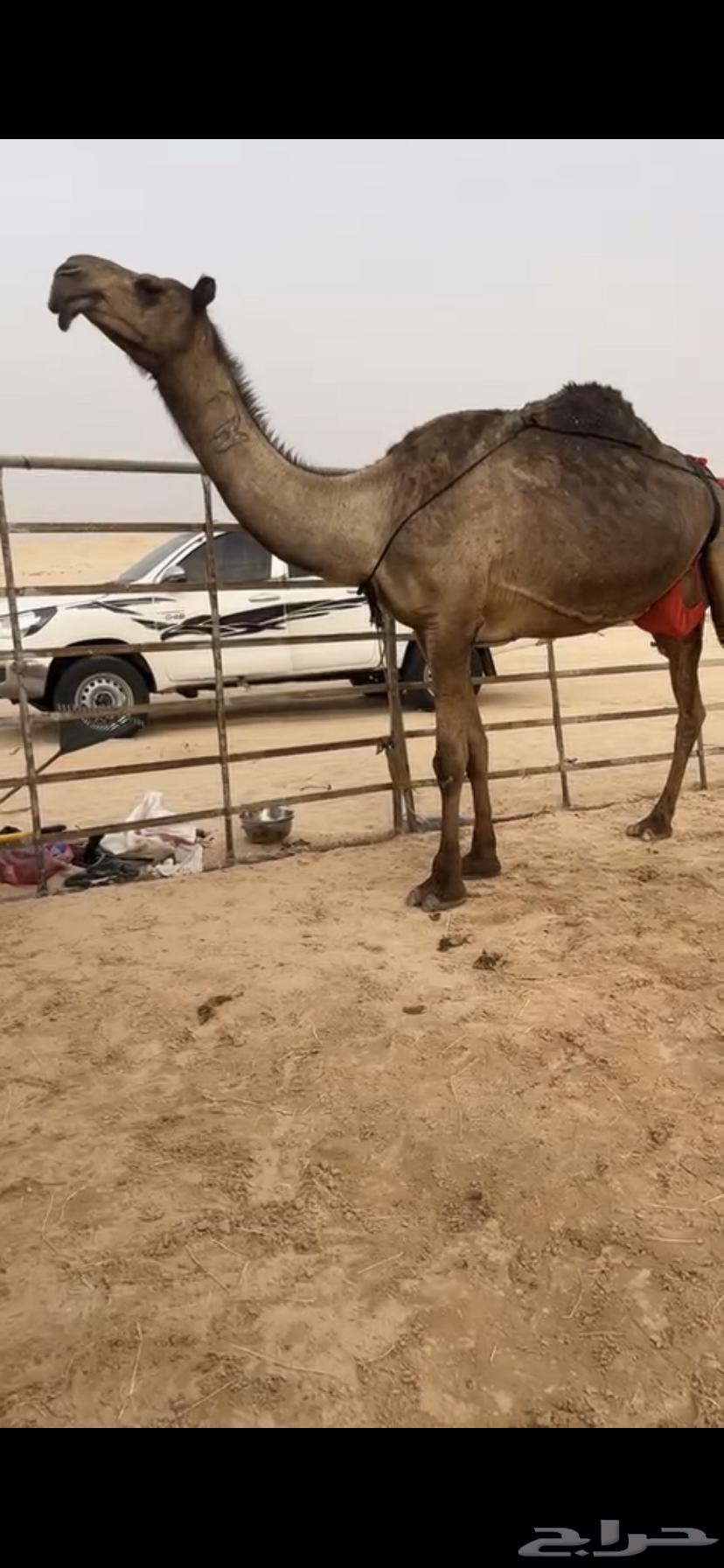 Purchasing a product64392498195203110