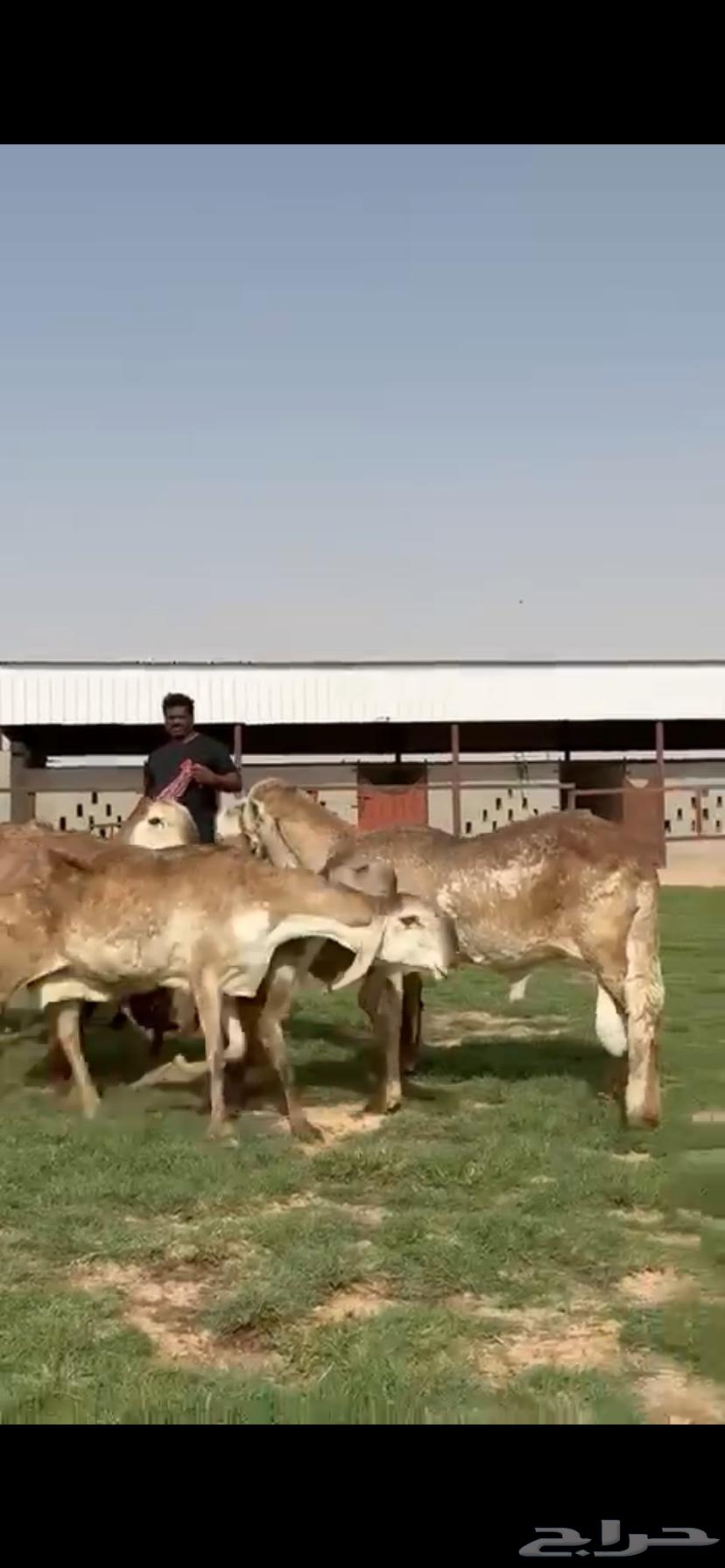 للبيع غنم سواكن نوادر خصم64394689524866114