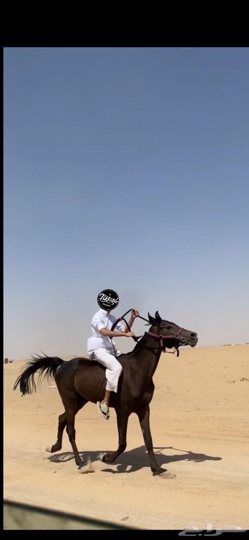 خيل البيع64400535509506111