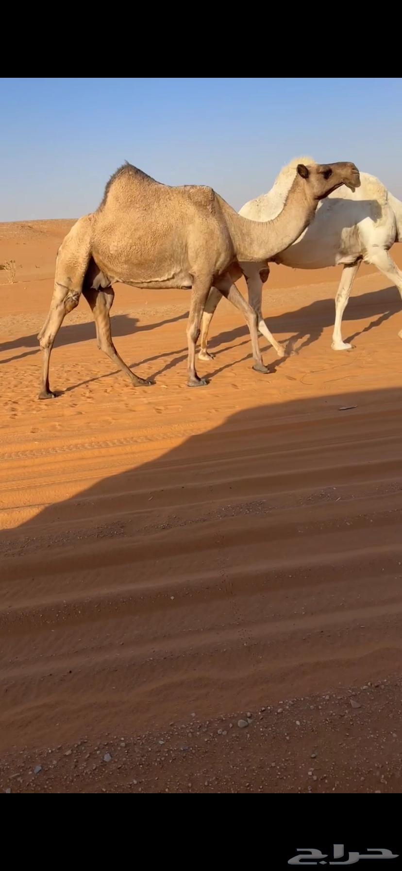 للبيع الضروبه الصفرا المنتج64395407181954111