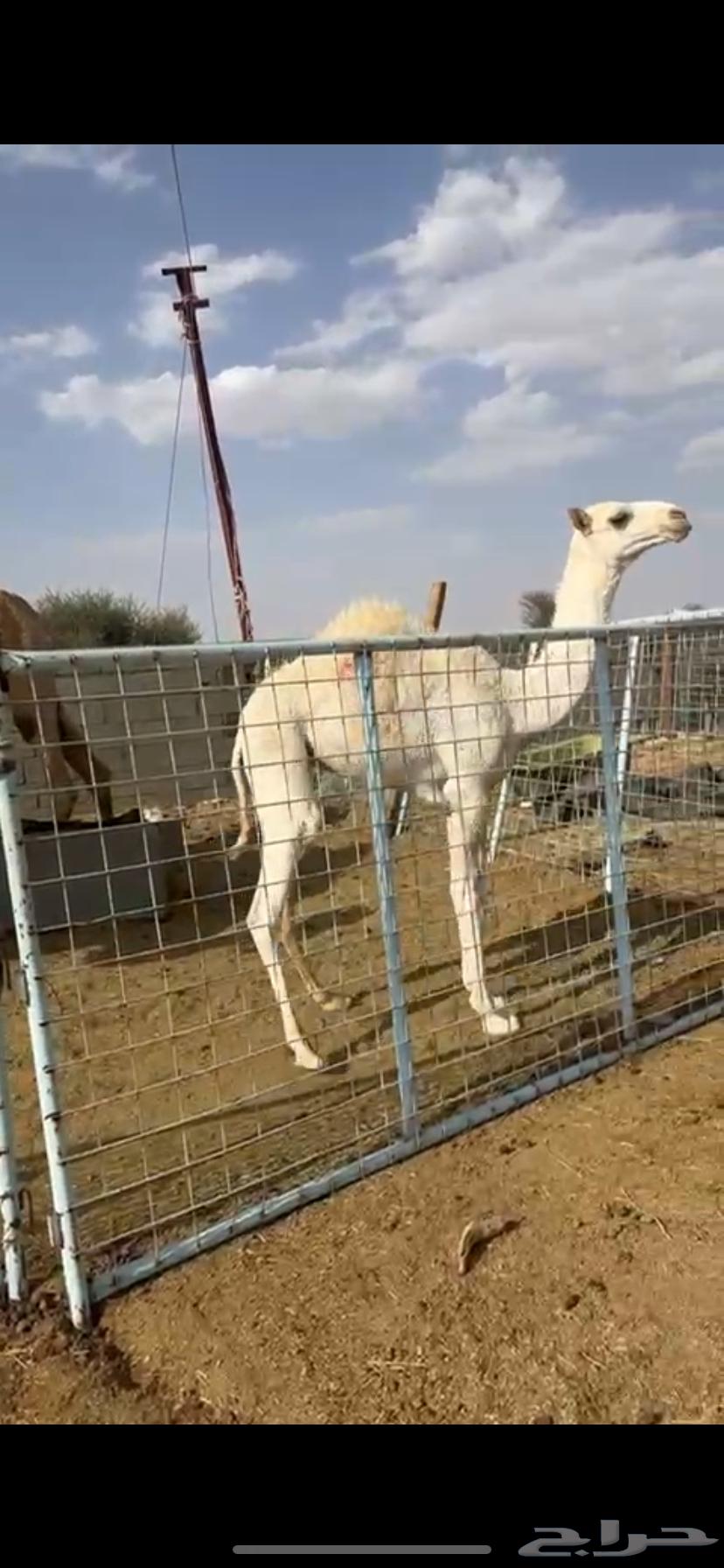 للبيع خلفه كفووو معها بكره64400384229891114