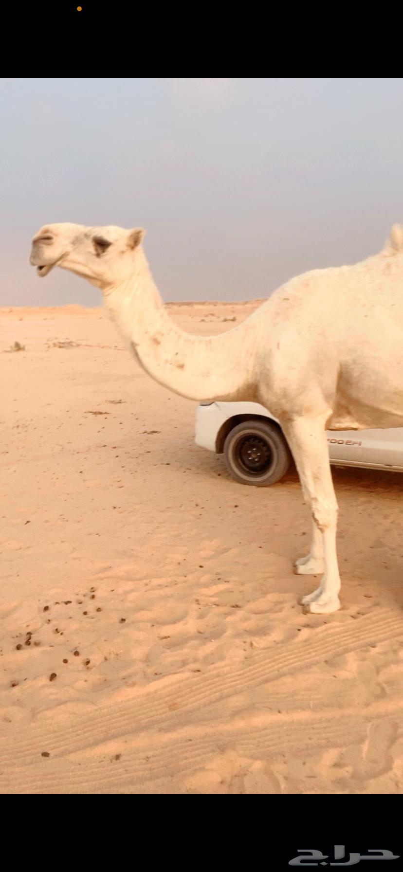 Ashra and Dhuha64397130804737113