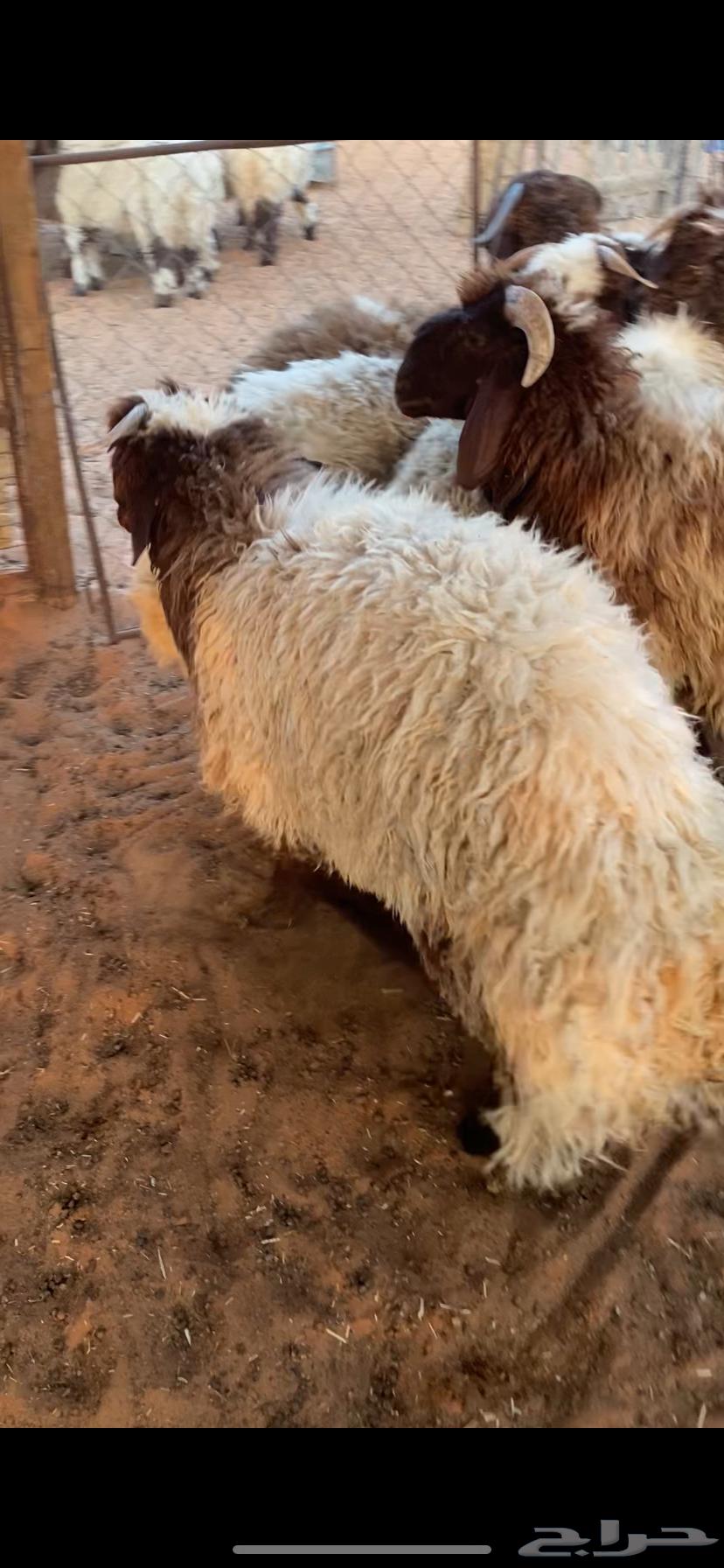 خرفان نعيم64401188964354111