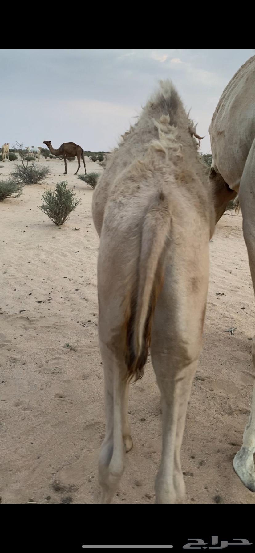 قعود على الحليب للبيع64397936135169110