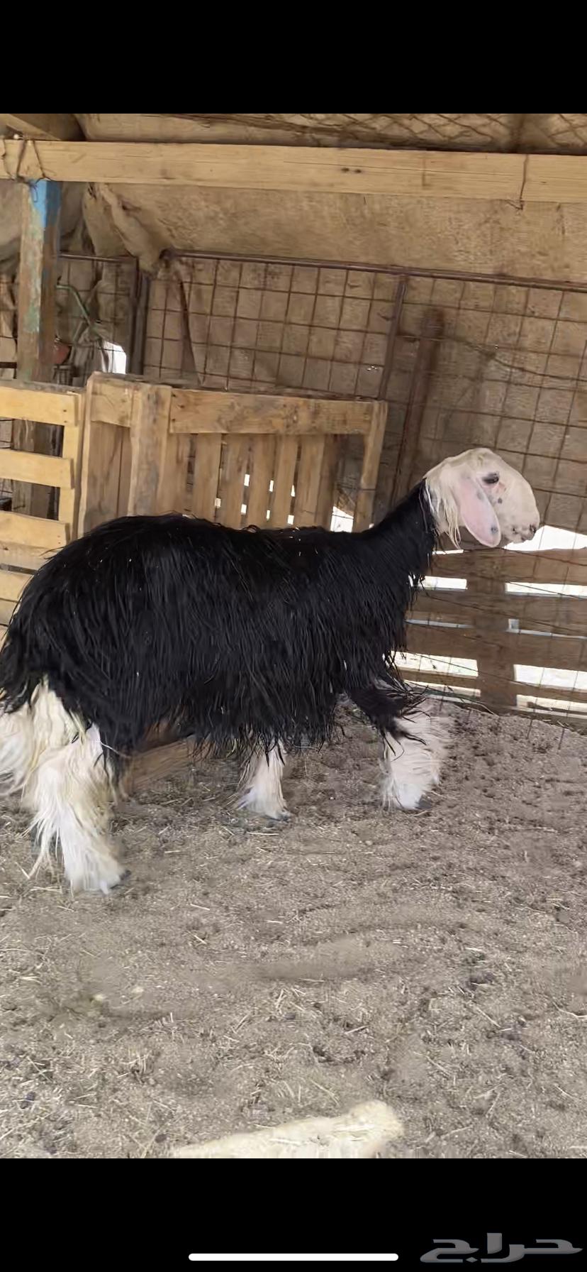 رخل نجدية دافع64398548388610111