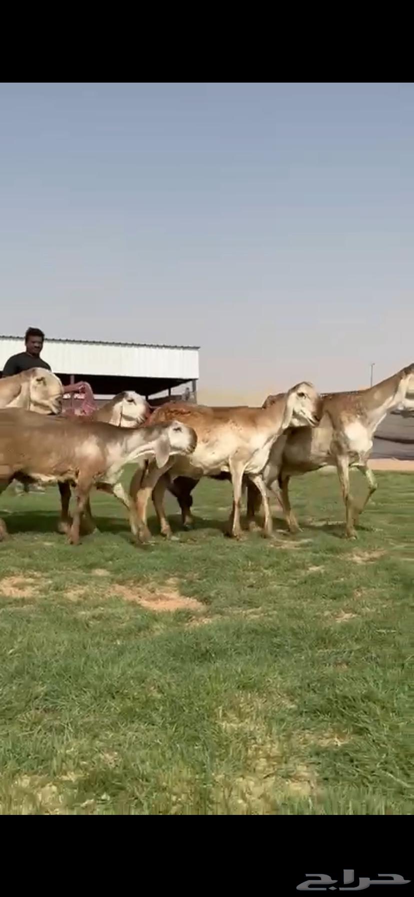 للبيع غنم سواكن نوادر خصم64394689524866112