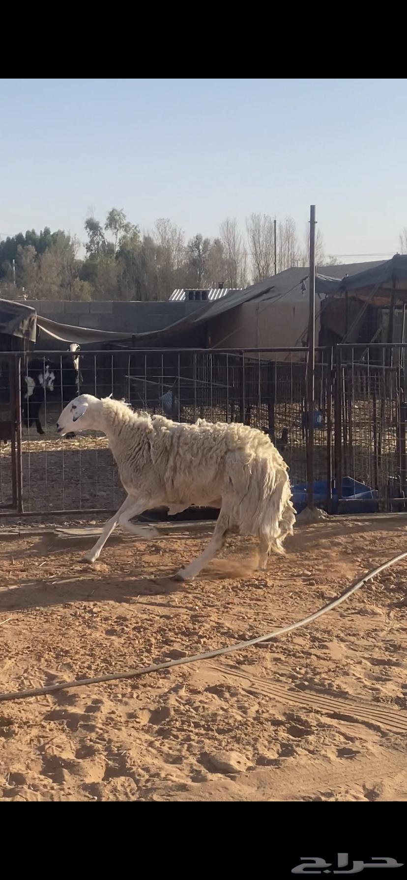 شاه حريه طيبه64394717663234112