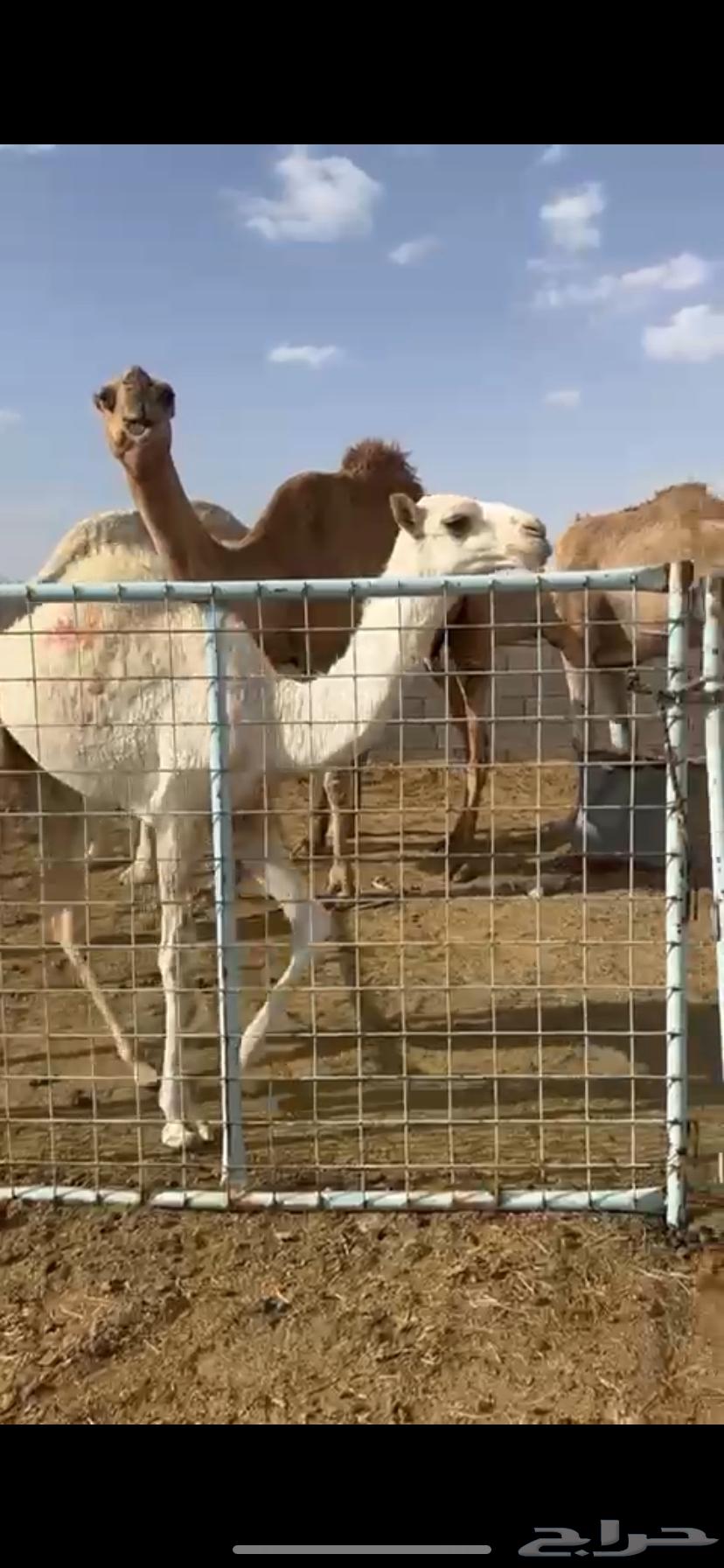 للبيع خلفه كفووو معها بكره64400384229891113