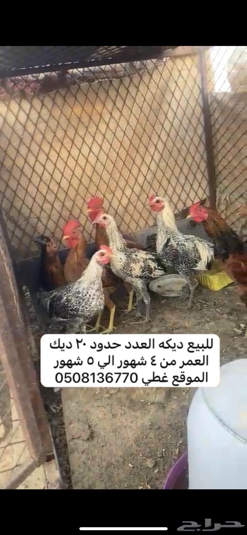 ديكه بلدي64376289437826114