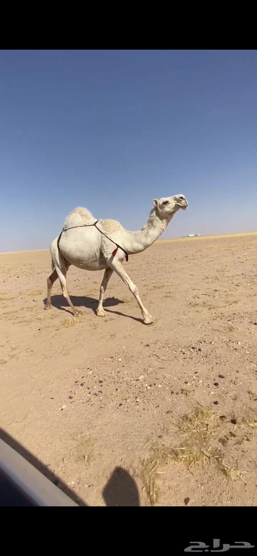 لقحه64400327611393110