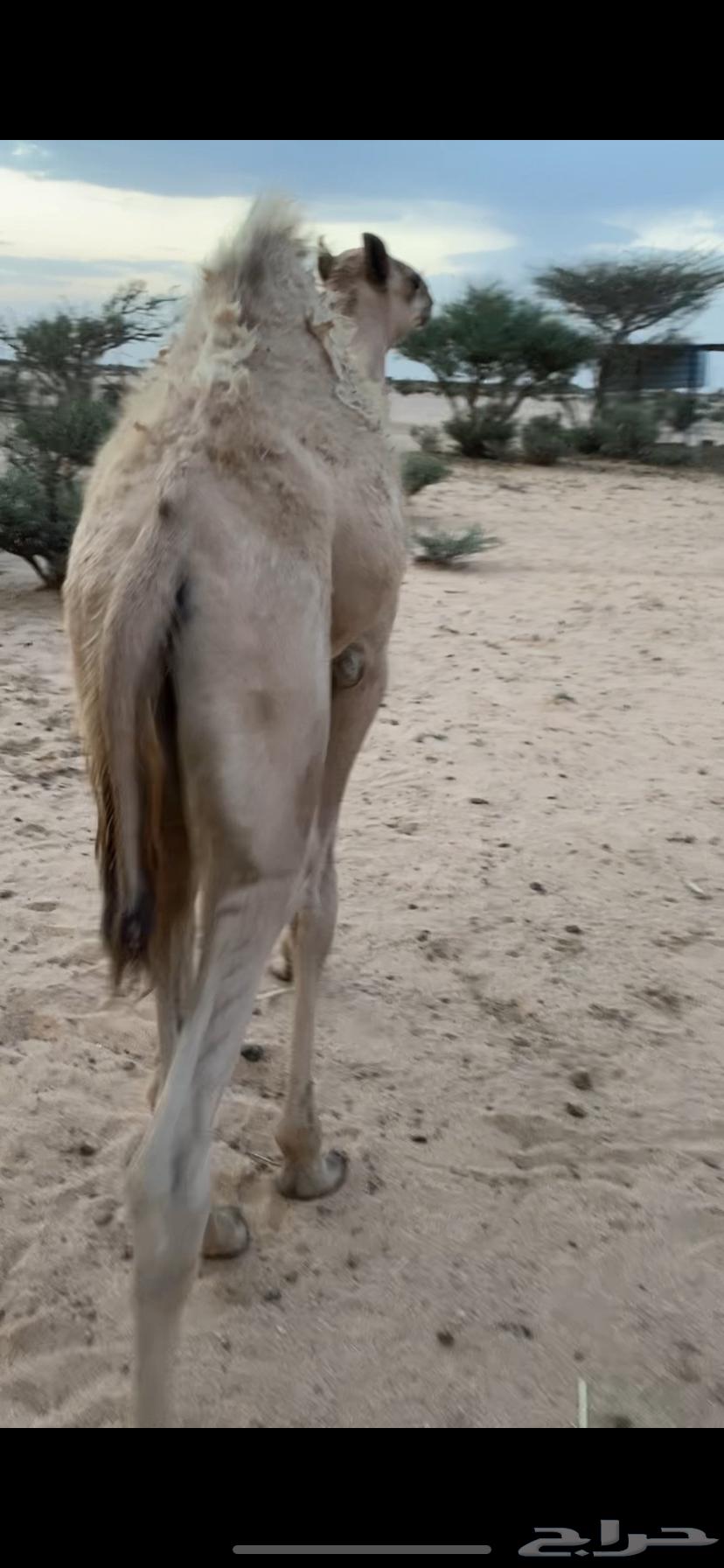 قعود على الحليب للبيع64397936135169112