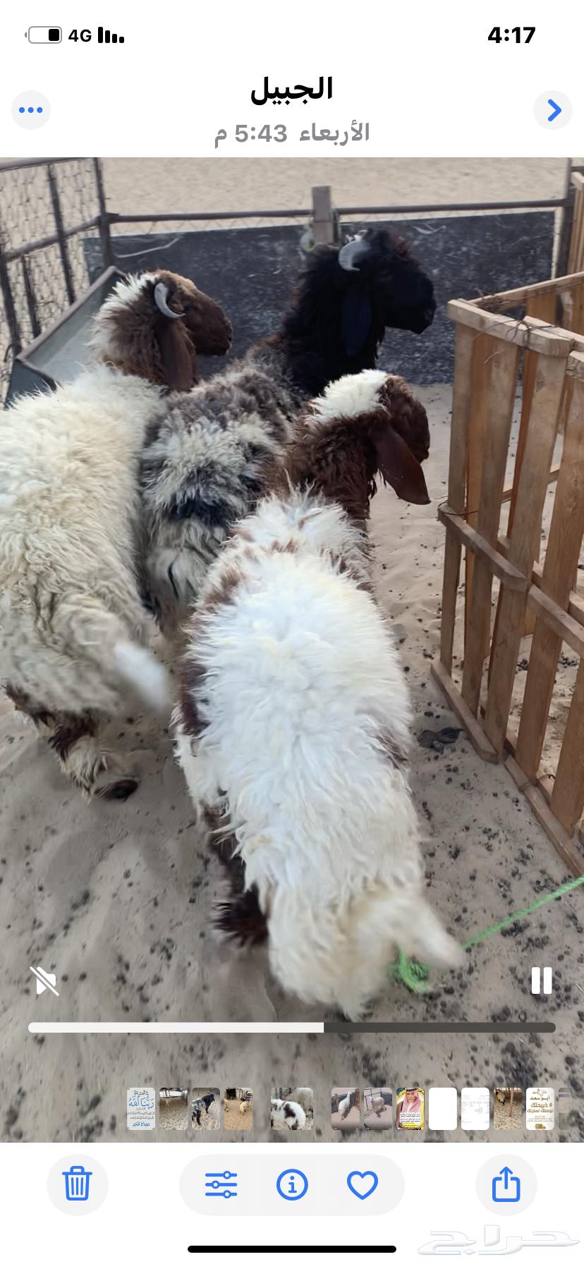 3 خرفان فل من. 5 شهور وفوق.64399981732611110