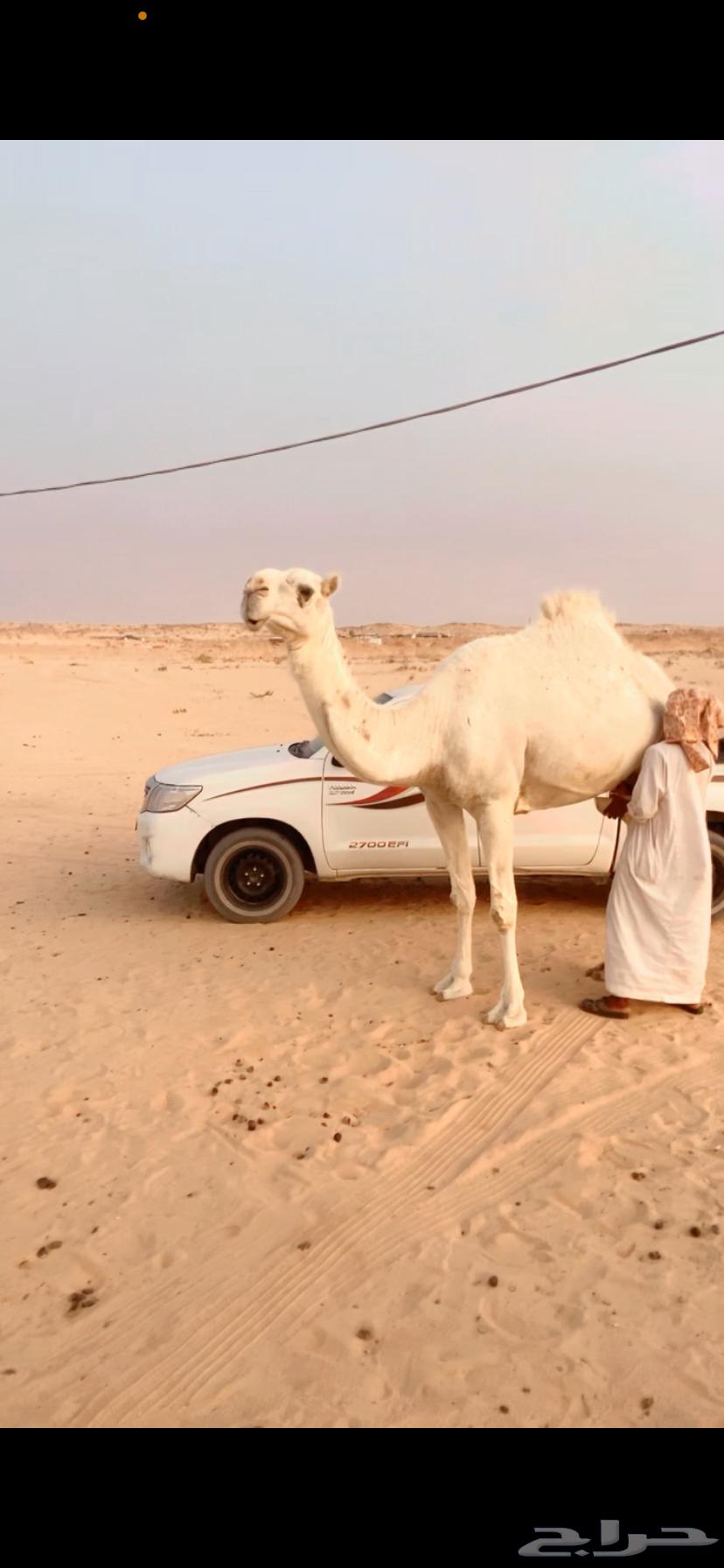 Ashra and Dhuha64397130804737110