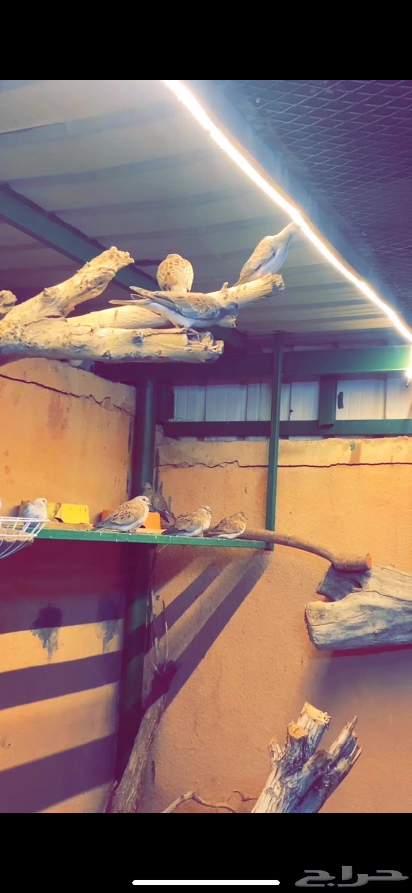 قميري64394965554178110